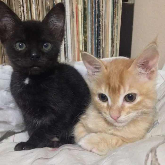 Gato raça SRD idade 2 a 6 meses nome Gatinhos