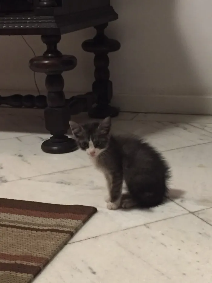 Gato ra a  idade Abaixo de 2 meses nome Gatinho