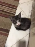 Gatinho