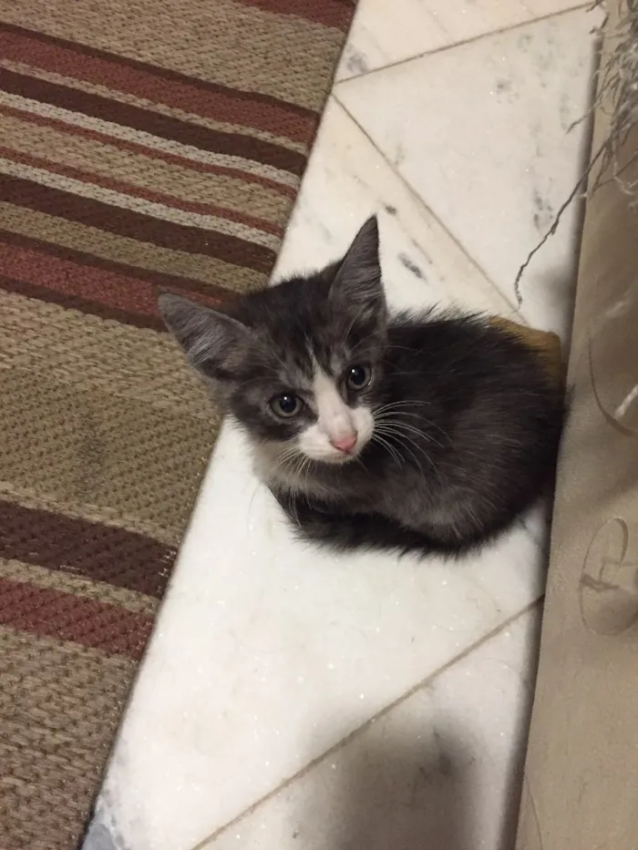 Gato ra a  idade Abaixo de 2 meses nome Gatinho