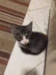 Gatinho