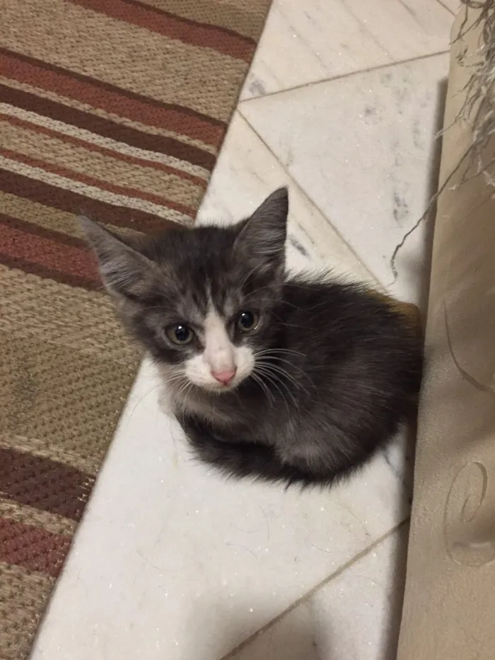 Gato ra a  idade Abaixo de 2 meses nome Gatinho
