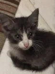 Gatinho