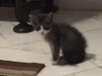 Gatinho