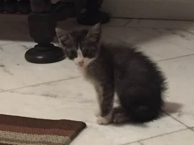 Gato ra a  idade Abaixo de 2 meses nome Gatinho