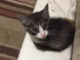 Gatinho