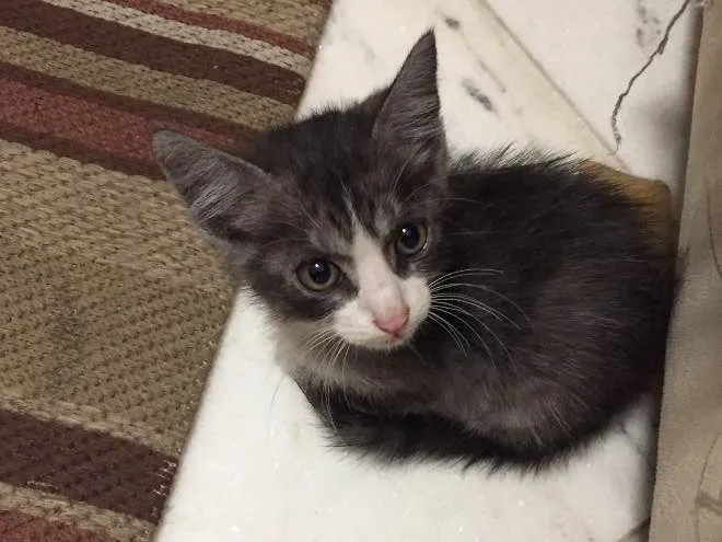 Gato ra a  idade Abaixo de 2 meses nome Gatinho