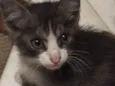 Gatinho