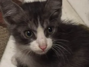 Gato raça  idade Abaixo de 2 meses nome Gatinho