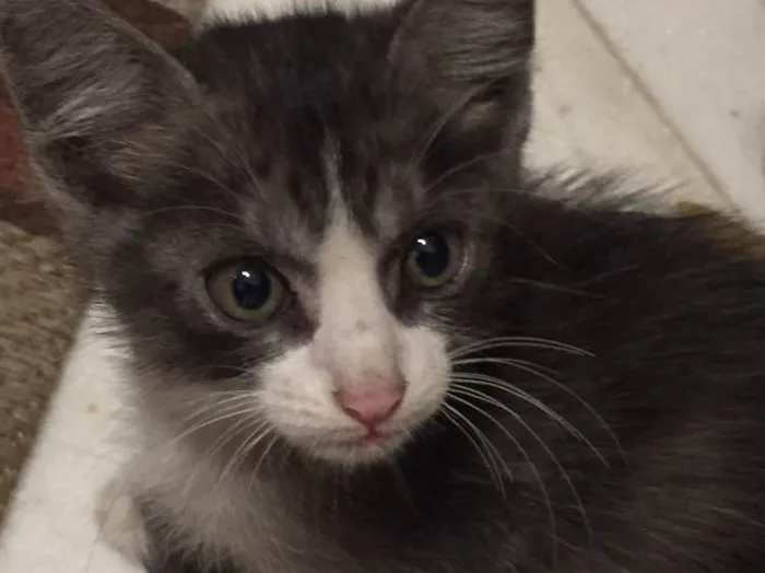 Gato ra a  idade Abaixo de 2 meses nome Gatinho