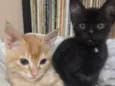 Gatinhos