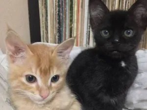 Gato raça SRD idade 2 a 6 meses nome Gatinhos
