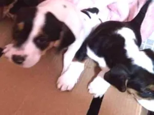 Cachorro raça SRD idade 2 a 6 meses nome fILHOTES