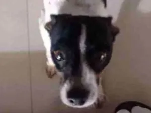 Cachorro raça Fox paulistinha com srd idade 1 ano nome Bidu