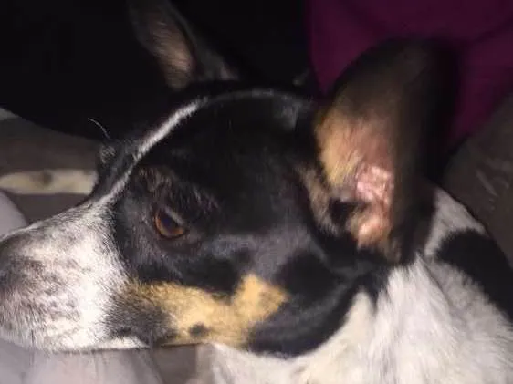 Cachorro ra a Fox paulistinha com srd idade 1 ano nome Bidu