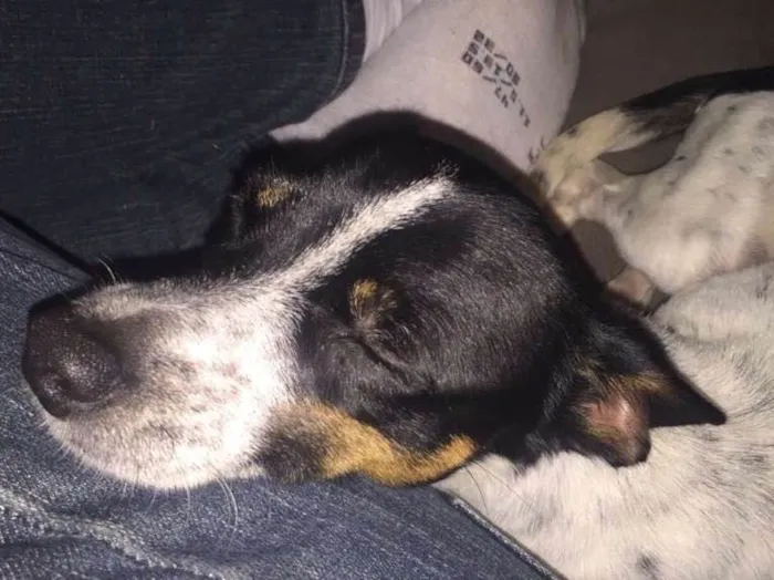 Cachorro ra a Fox paulistinha com srd idade 1 ano nome Bidu