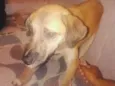 Amarelinho