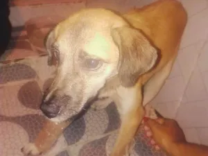 Cachorro raça Não definida idade 2 a 6 meses nome Amarelinho