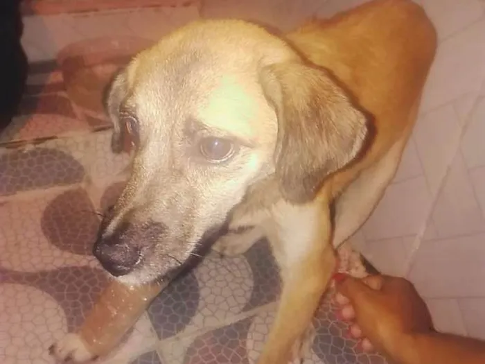 Cachorro ra a Não definida idade 2 a 6 meses nome Amarelinho