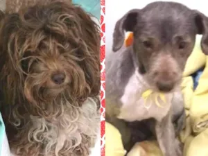 Cachorro raça SRD idade 1 ano nome Dog