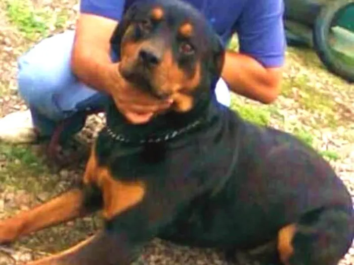 Cachorro ra a Rottweiler idade 5 anos nome Duck