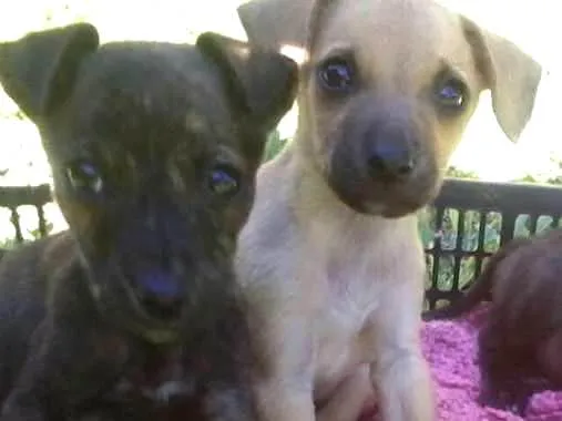 Cachorro ra a srd idade 2 a 6 meses nome Varios