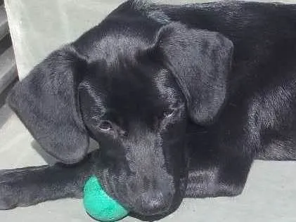 Cachorro ra a Pit-Bull com Labrador idade 2 a 6 meses nome Scar 