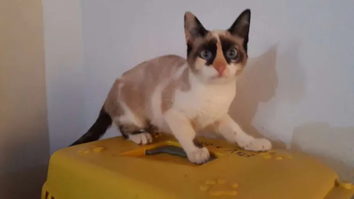 Gato ra a SRD idade 2 a 6 meses nome Laila