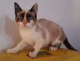 Laila