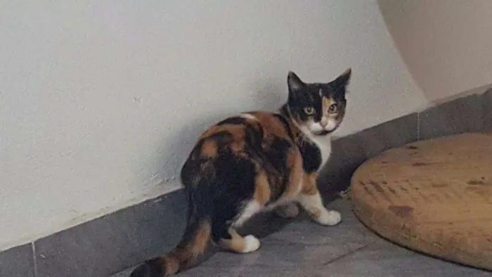 Gato ra a SRD idade 2 a 6 meses nome Sara