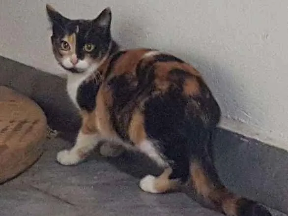 Gato ra a SRD idade 2 a 6 meses nome Sara