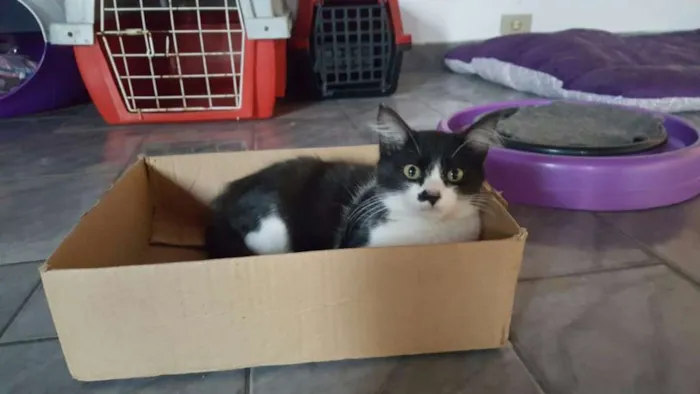 Gato ra a SRD idade 2 a 6 meses nome Abel