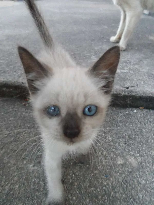 Gato ra a SRD idade 2 a 6 meses nome Megui