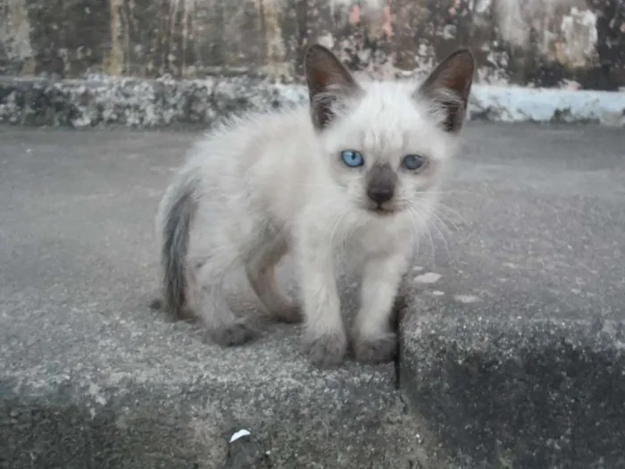 Gato ra a SRD idade 2 a 6 meses nome Megui