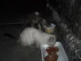 Tigradinha