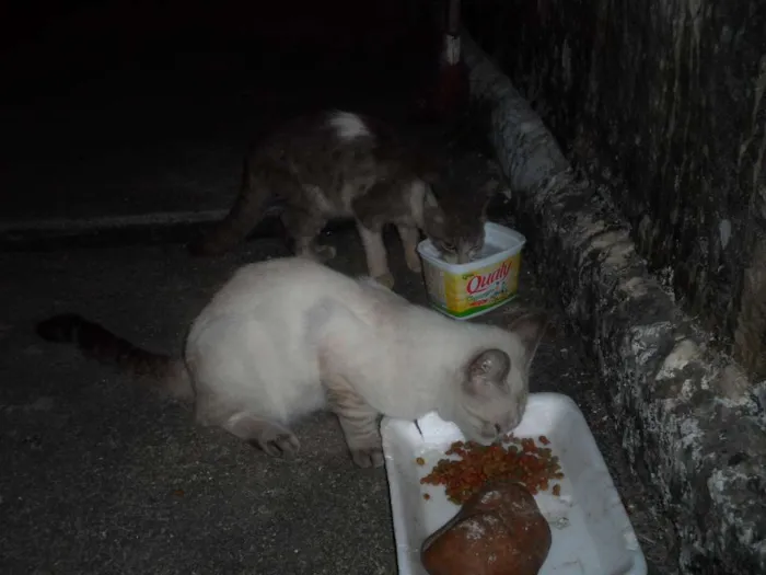 Gato ra a SRD idade 7 a 11 meses nome Tigradinha