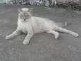 Rajadinha