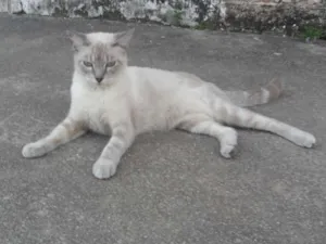 Gato raça SRD idade 7 a 11 meses nome Rajadinha