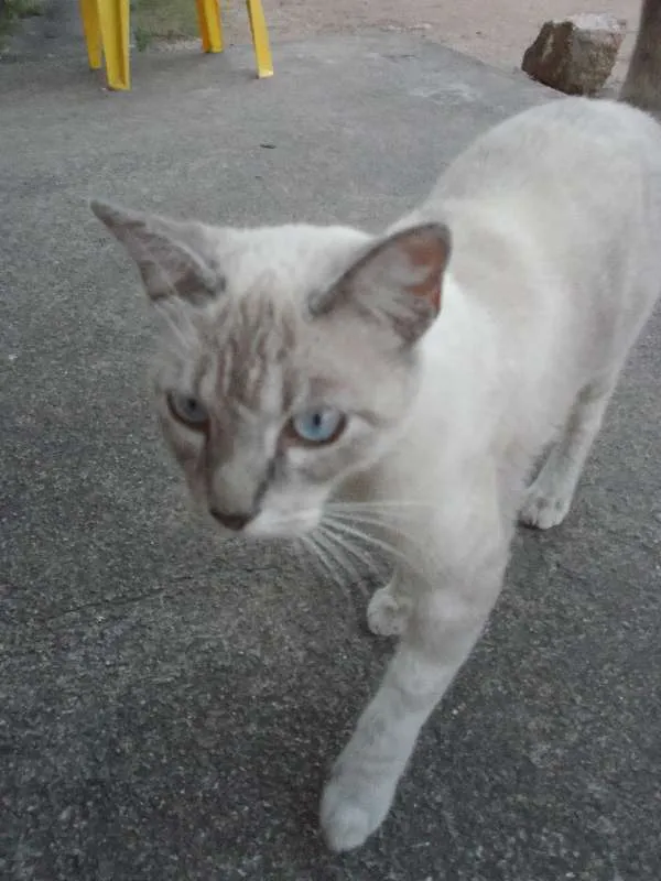 Gato ra a SRD idade 7 a 11 meses nome Rajadinha