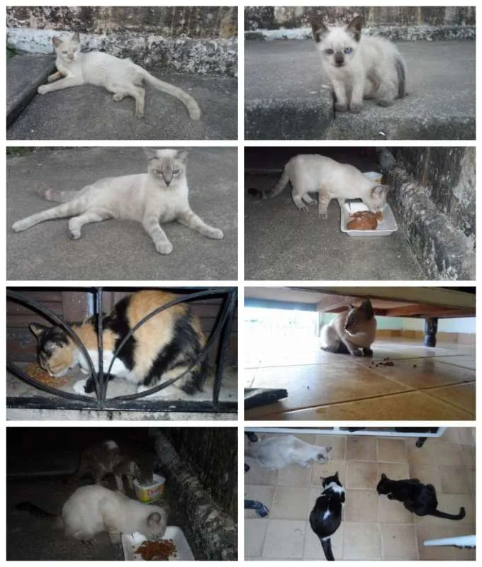 Gato ra a SRD idade  nome A escolher