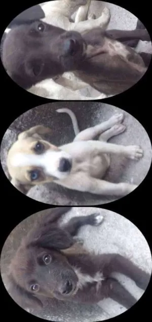 Cachorro raça vira lata idade 2 a 6 meses nome tiu