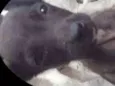 tiu
