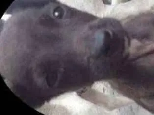 Cachorro raça vira lata idade 2 a 6 meses nome tiu