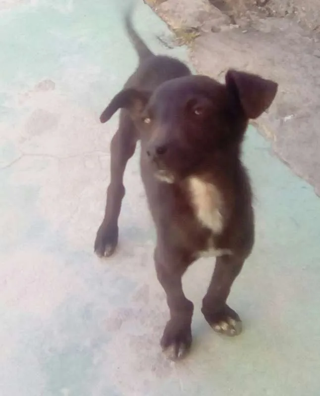 Cachorro raça vira lata idade 2 a 6 meses nome Magrelinho