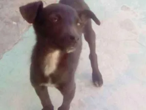 Cachorro raça vira lata idade 2 a 6 meses nome Magrelinho