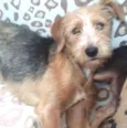 Bolinha