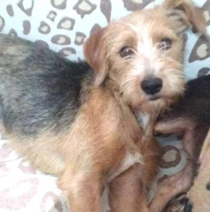 Cachorro ra a Sem raça definida idade 2 a 6 meses nome Bolinha