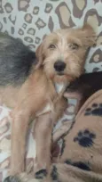 Bolinha