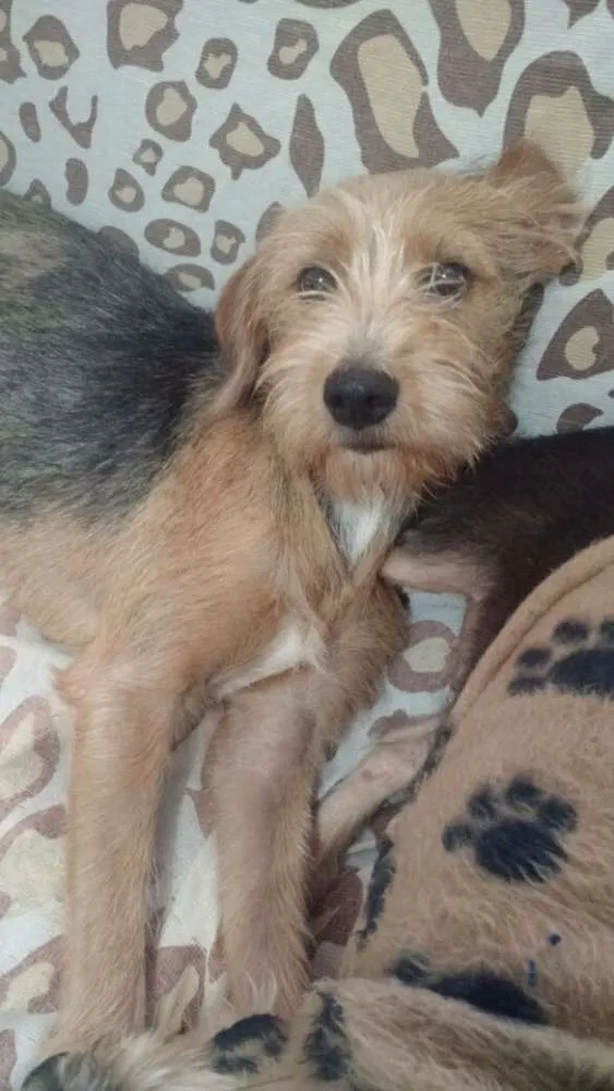 Cachorro ra a Sem raça definida idade 2 a 6 meses nome Bolinha
