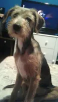 Bolinha